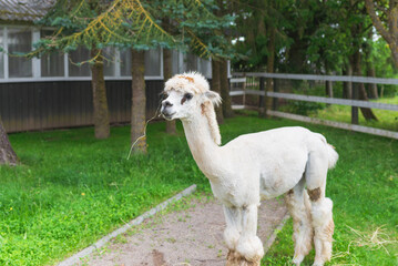 Fototapeta premium Cute Alpaca on a green grass background.Cute Alpaca on the farm. Beautifull Vicugna pacos.Summer day.
