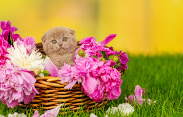 Small gray fold kitten sitting in a wicker basket with a huge bouquet of daisies on the green grass