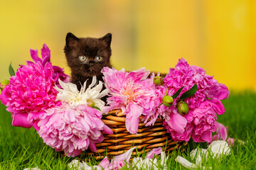 Little black kitten sitting in a wicker basket with peonies on green grass