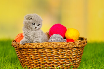 Light fold kitten lying in a basket with balls of colored wool