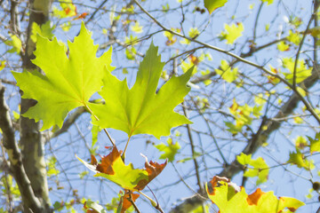 Juicy and green maple leaves on a branch close-up. Against the background of autumn, wilting leaves, branches, tree trunks and the blue sky. The background is out of focus. Main objects on the left.