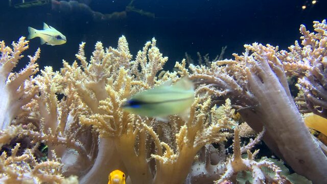Vibrant soft coral with yellow fish swimming by