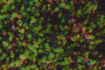 Crowberry, empetrum nigrum in its natural form in the tundra of kola peninsula