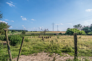 Fototapeta premium Kleine Schafherde auf der Weide