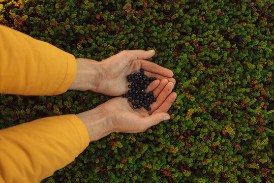 Crowberry, empetrum nigrum in its natural form in the tundra of kola peninsula