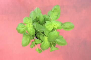 A landscape orientation overhead macro shot of fresh sprigs of parsley, sage, rosemary and thyme shot on a red background with space for text