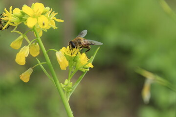 A bee is sitting in yellow color mustard flower on blur background at farm