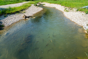 fish ladder for migration of spawning fish in river stream