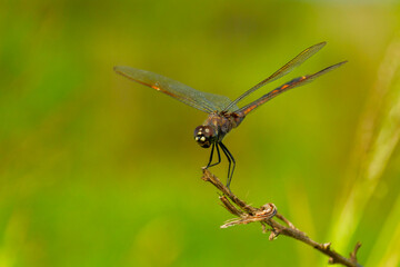 Dragonfly perched stationary on a twig.