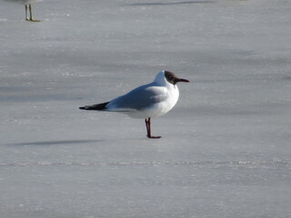 Seagull standing on ice in sunlight.