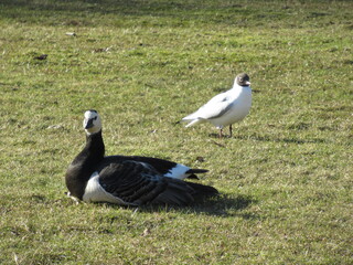 Barnacle goose and a seagull on grass in a park.