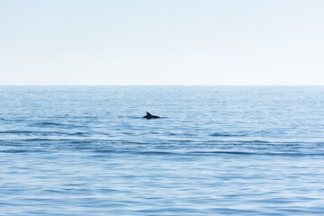A dolphin jumps on the surface of the blue sea. Minimalistic seascape about the back of a dolphin...
