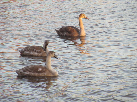 Three young swans swimming on water at sunset.