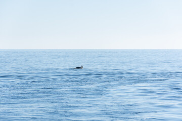 Fototapeta na wymiar A dolphin jumps on the surface of the blue sea. Minimalistic seascape about the back of a dolphin on the horizon. Animals in the wild. Small dolphins frolic in the water. The black fin of a dolphin