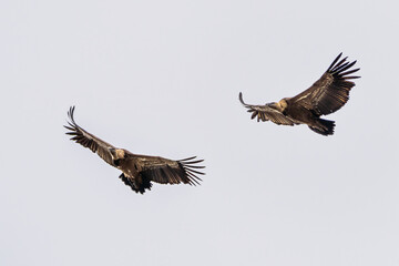 Griffon vultures, Gyps fulvus in Monfrague National Park. Extremadura, Spain