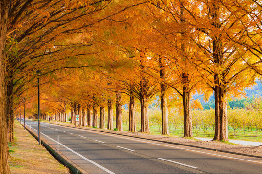 秋イメージ　マキノ高原のメタセコイア並木