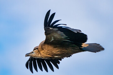 Griffon vulture, Gyps fulvus in Monfrague National Park. Extremadura, Spain
