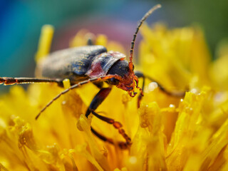 bug on a green leaf