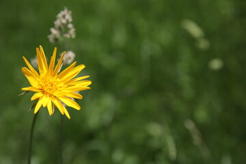 Gelbe Alpenblume