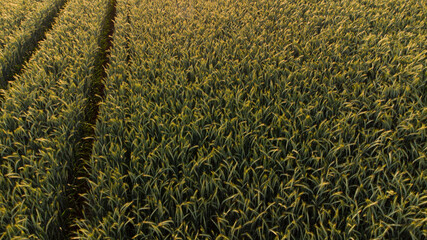 landwirtschaftliches Gerstenfeld