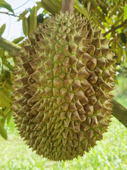 Closeup, Durian fruit on the tree in the durian garden