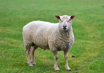 Naklejka na ściany i meble sheep and lamb