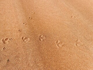 birds footprint in the sand