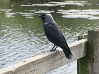 Jackdaw standing on a handrail with green water on the background.