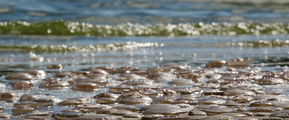 JELLYFISH - Sea creatures on the beach
