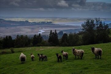 Fototapeta premium sheep in the ground