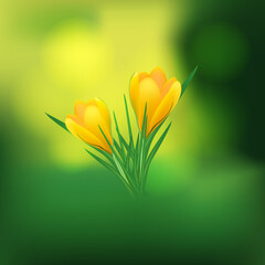 Beautiful Yellow Tulip Flower Vector Art