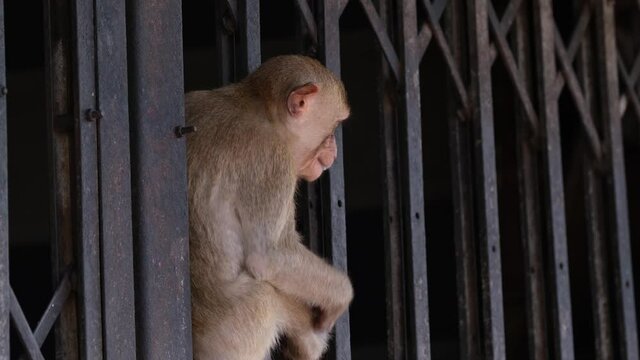 Long-tailed Macaque, Macaca fascicularis, Lop Buri, Thailand;  seen in between the gate of an abandoned shop scratching and playing smoke with a cigarette butt as another individual arrives to cuddle.