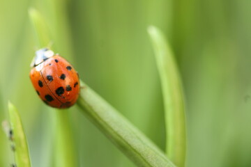 Ladybug on plant