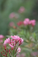 Ramillo con flores rosas. Adelfa (Nerium oleander).