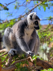 Monkey Lemur, Tenerife, Canary Islands, Spain