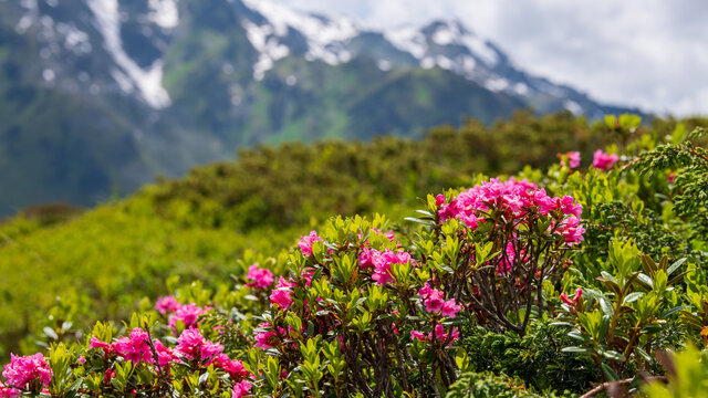 Bewimperte Alpenrose (Rhododendron hirsutum) - Almenrausch im Gebirge