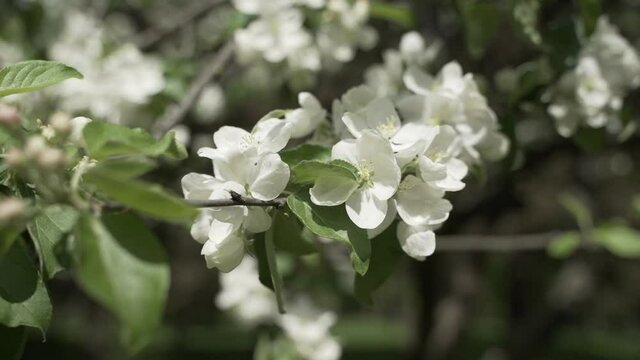 Blossom apple tree with branches with background. Apple tree flower close up