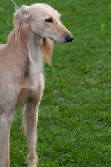 Saluki standing in dog show ring