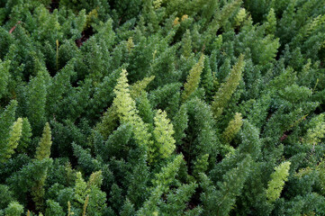 Green leaves background