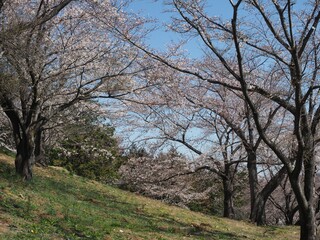 Sakuranoyama Park in Ogose Town