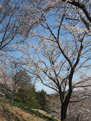 Sakuranoyama Park in Ogose Town