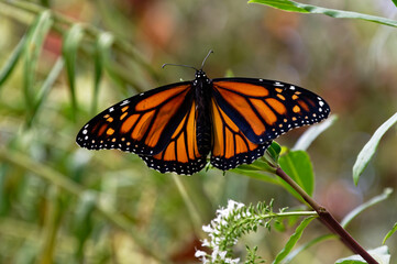 Naklejka premium A monarch butterfly is sunning itself with its wings open