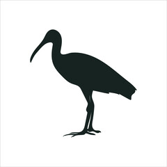 Ibis Vector Silhouette isolated on white background