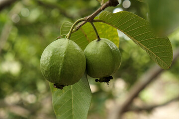 Guava Tropical Fruit hanging on tree in agriculture farm of India in harvesting season.