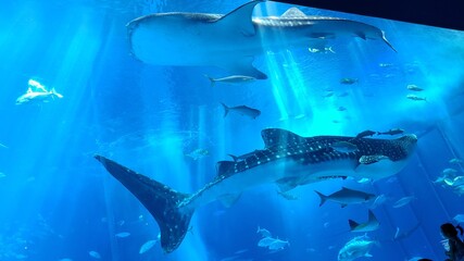 2匹のジンベエザメ