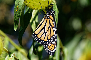A monarch butterfly is hanging on a milkweed seed pod
