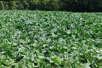 Leafy green vegetables are being grown in a paddock