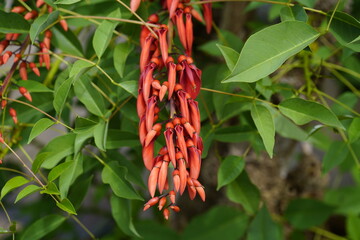 
Flowers of Erythrina crista-galli. Fabaceae family. Hanover, Berggarten
