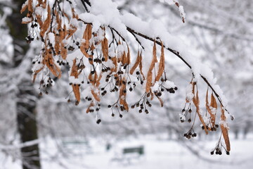 winter tree - obrazy, fototapety, plakaty