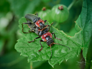 bug on green leaf